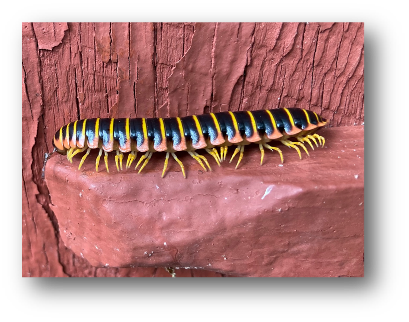 	Foraging cherry millipede_ Page county_ VA by SL Wendt